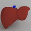 Liver